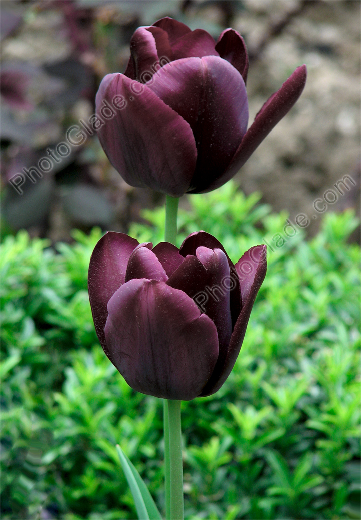 Черные тюльпаны на клумбе.
