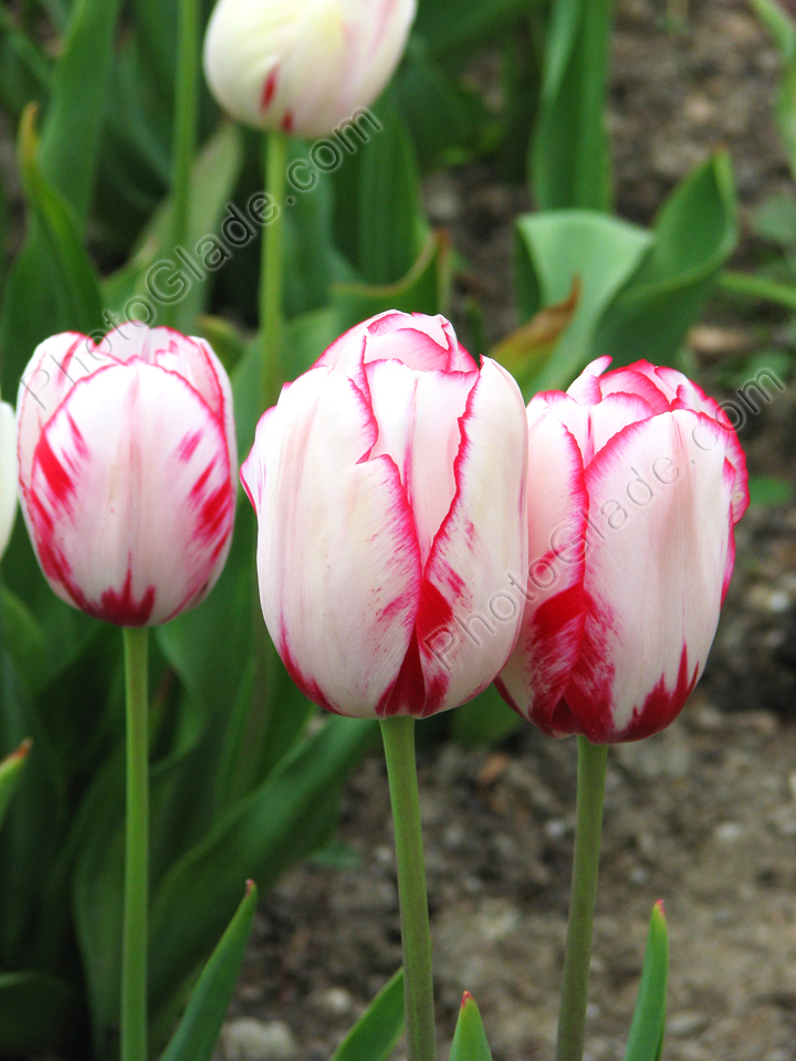 Три красно-белых тюльпана Портофино.