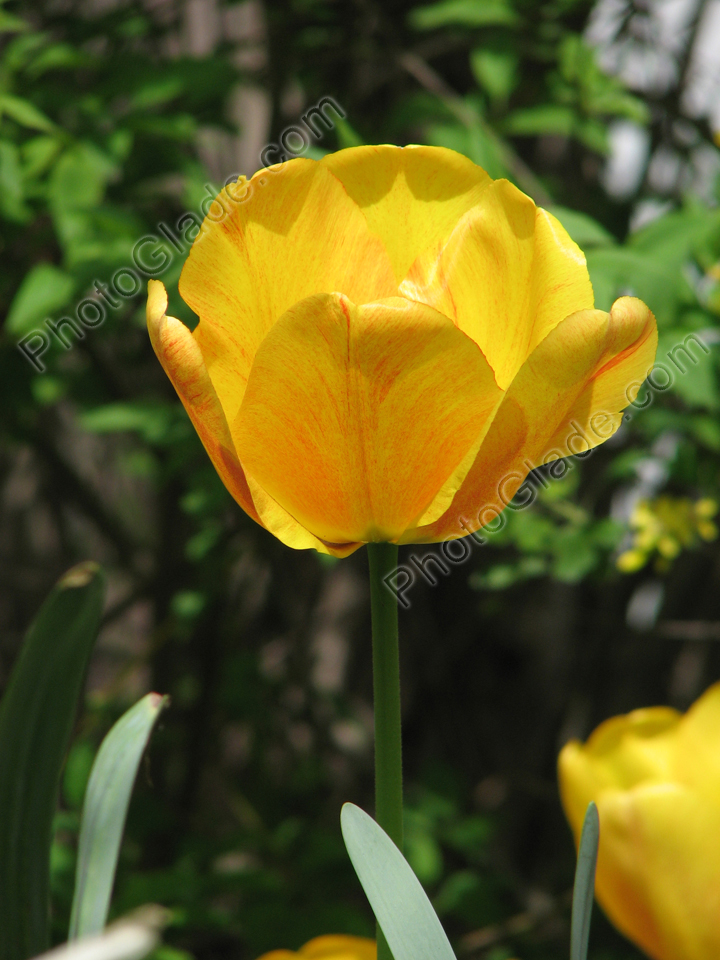 Желтый тюльпан в лучах весеннего солнца.