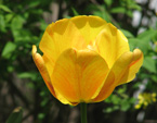 Желтый тюльпан в лучах весеннего солнца. 
Размер: 720x960. 
Размер файла: 472.65 КБ