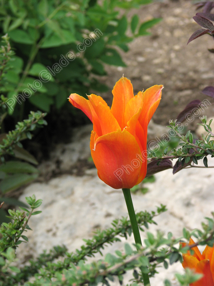 Оранжевый тюльпан Балерина.