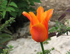 Оранжевый тюльпан Балерина. 
Размер: 720x960. 
Размер файла: 535.97 КБ