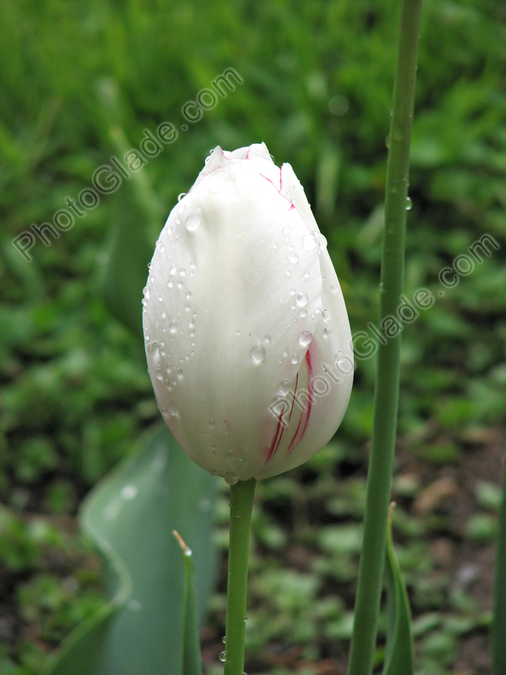 Бутон белого тюльпана с капельками росы.