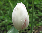 Бутон белого тюльпана с капельками росы. 
Размер: 720x960. 
Размер файла: 515.26 КБ