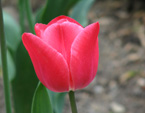 Розово-красный тюльпан. 
Размер: 720x960. 
Размер файла: 502.13 КБ