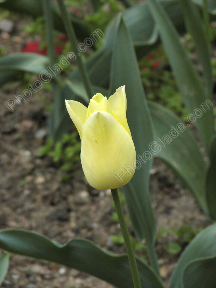 Бледно-желтый лилейный тюльпан.