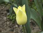 Бледно-желтый лилейный тюльпан. 
Размер: 720x960. 
Размер файла: 498.25 КБ