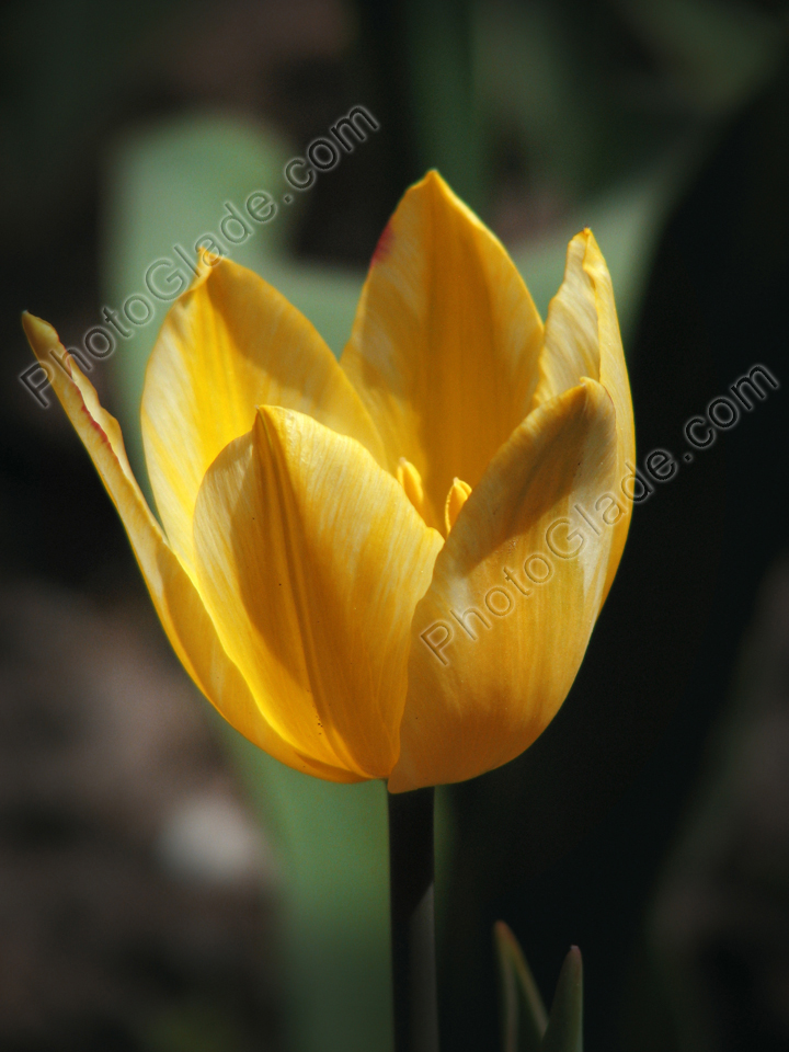 Солнечно-желтый тюльпан с белыми прожилками.