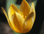 Солнечно-желтый тюльпан с белыми прожилками. 
Размер: 720x960. 
Размер файла: 402.05 КБ
