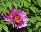 Розовые пионы Никитского сада. 
Размер: 720x561. 
Размер файла: 411.96 КБ