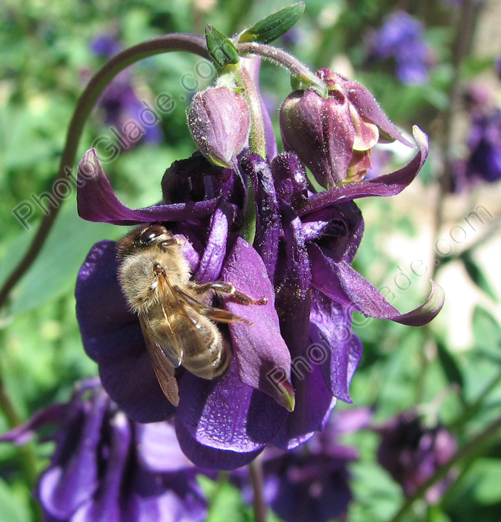 Пчела на цветке фиолетовой аквилегии.