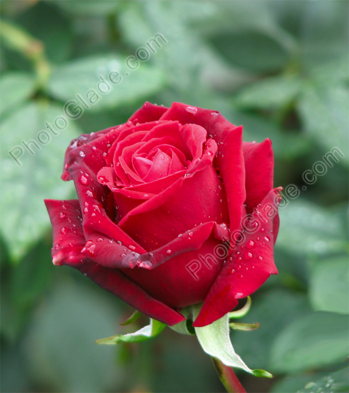 Бутон красной розы с капельками росы.