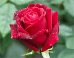 Бутон красной розы с капельками росы. 
Размер: 720x812. 
Размер файла: 455.05 КБ