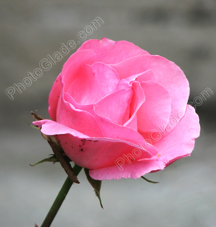 Полураскрытый бутон розовой розы.