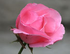 Полураскрытый бутон розовой розы. 
Размер: 720x757. 
Размер файла: 424.60 КБ