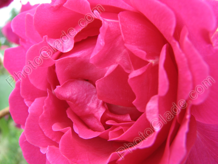 Лепестки плетистой алой розы.