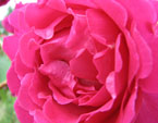 Лепестки плетистой алой розы. 
Размер: 720x540. 
Размер файла: 277.46 КБ