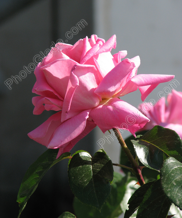 Цветок розовой чайной розы.