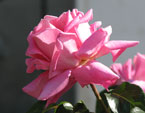 Цветок розовой чайной розы. 
Размер: 720x858. 
Размер файла: 469.08 КБ