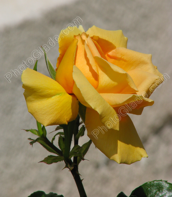 Желтая роза в солнечных лучах.