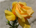 Желтая роза в солнечных лучах. 
Размер: 720x822. 
Размер файла: 440.88 КБ