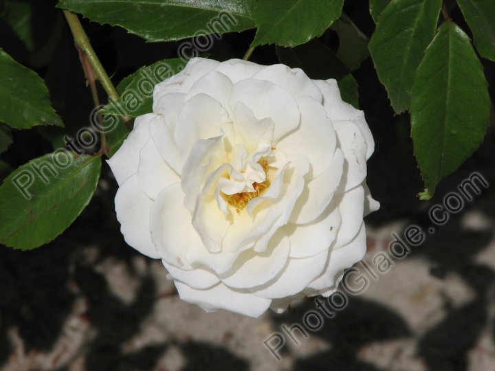 Плетистая белая роза в обрамлении листьев.