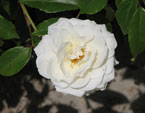Плетистая белая роза в обрамлении листьев. 
Размер: 720x540. 
Размер файла: 256.91 КБ