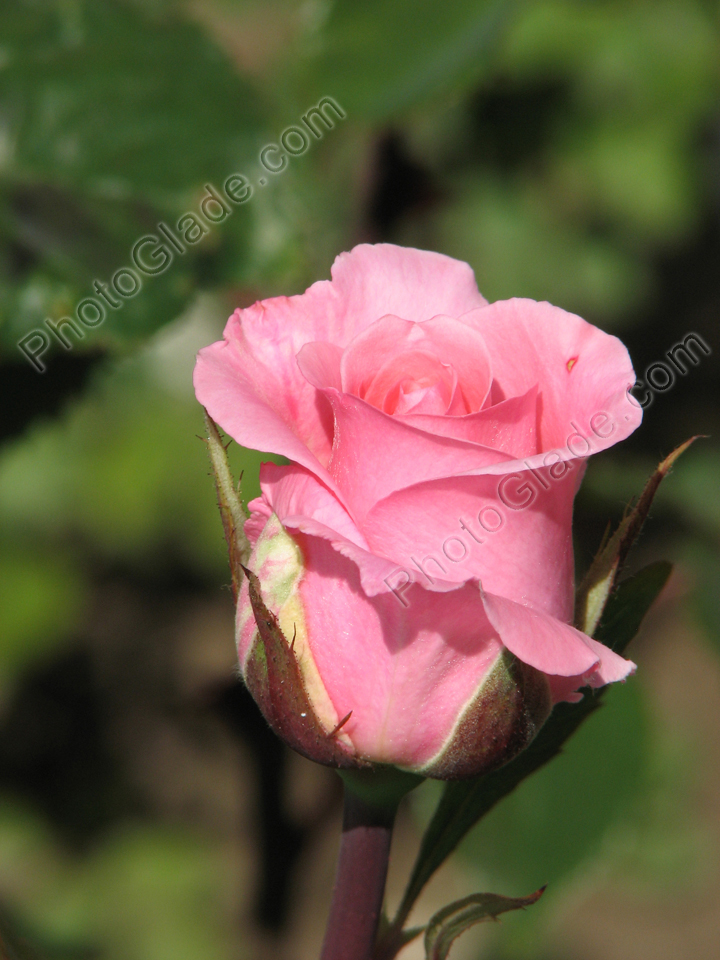 Бутон нежно-розовой розы.