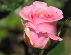 Бутон нежно-розовой розы. 
Размер: 720x960. 
Размер файла: 469.80 КБ