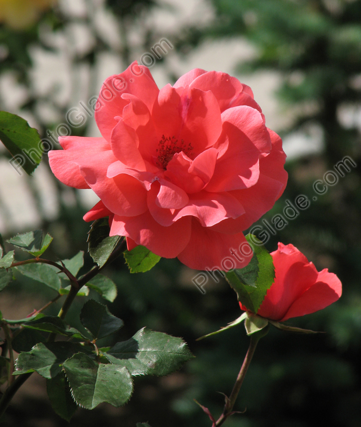 Розовая роза с бутоном на клумбе.