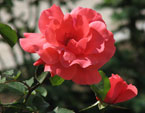 Розовая роза с бутоном на клумбе. 
Размер: 720x853. 
Размер файла: 436.97 КБ