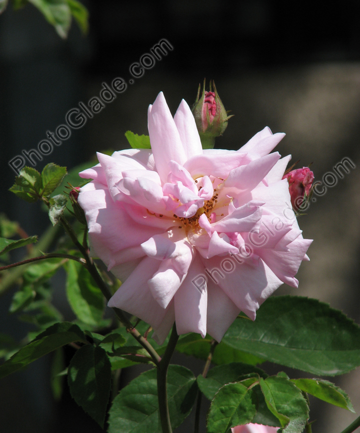 Отцветающая бледно-розовая чайная роза.