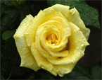 Желтая роза с капельками росы на лепестках. 
Размер: 720x647. 
Размер файла: 361.56 КБ