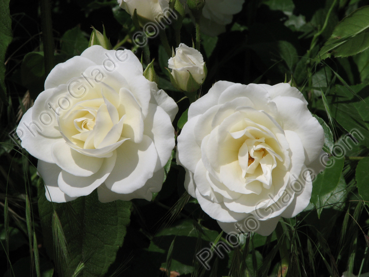 Две белых плетистых розы с бутоном.