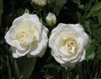 Две белых плетистых розы с бутоном. 
Размер: 720x540. 
Размер файла: 276.40 КБ