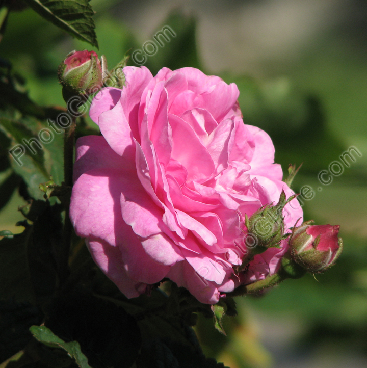 Цветущая розовая роза с бутонами.