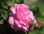 Цветущая розовая роза с бутонами. 
Размер: 720x722. 
Размер файла: 388.05 КБ