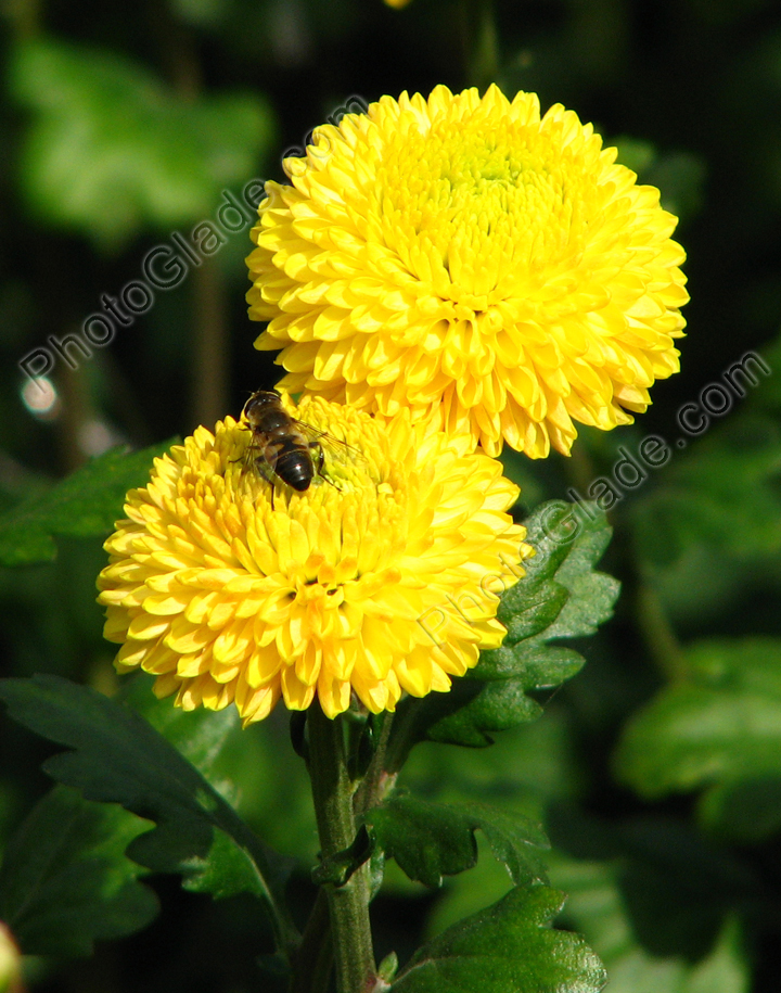 Две ярко-желтые хризантемы, на одной из которых сидит пчела.