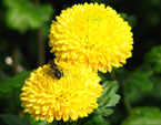 Две ярко-желтые хризантемы, на одной из которых сидит пчела. 
Размер: 720x915. 
Размер файла: 566.07 КБ
