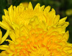 Расцветающие хризантемы Тайгер Желтый. 
Размер: 720x931. 
Размер файла: 558.94 КБ