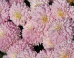 Розовые бордюрные хризантемы Рассвет. 
Размер: 720x548. 
Размер файла: 378.19 КБ
