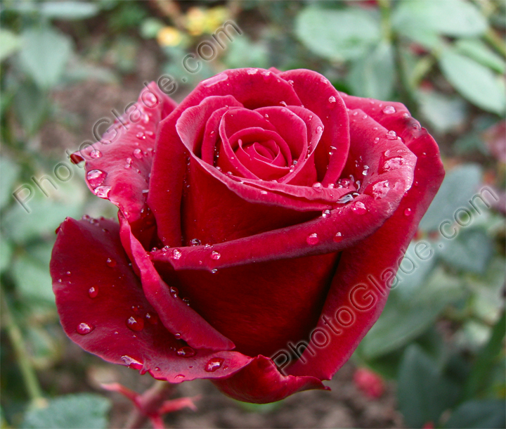 Бутон темно-красной розы в капельках росы.