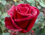 Бутон темно-красной розы в капельках росы. 
Размер: 720x610. 
Размер файла: 385.59 КБ
