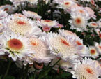 Белые хризантемы Капуччино с темными серединками. 
Размер: 720x595. 
Размер файла: 394.49 КБ