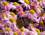 Мелкие хризантемы с желтыми серединками и бабочка. 
Размер: 720x785. 
Размер файла: 558.26 КБ