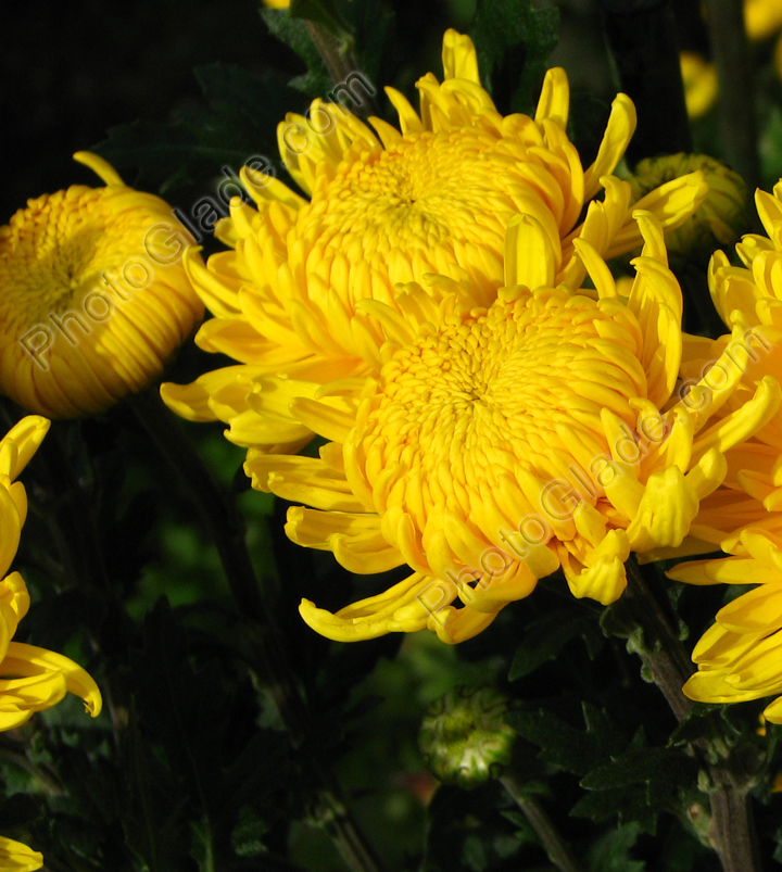 Молодые хризантемы Тайгер Желтый с бутоном.