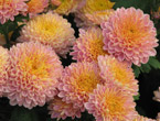 Розово-желтые махровые хризантемы. 
Размер: 720x546. 
Размер файла: 440.12 КБ