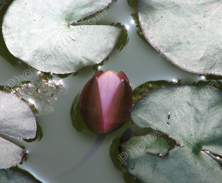 Бутон и листья водяной лилии.
