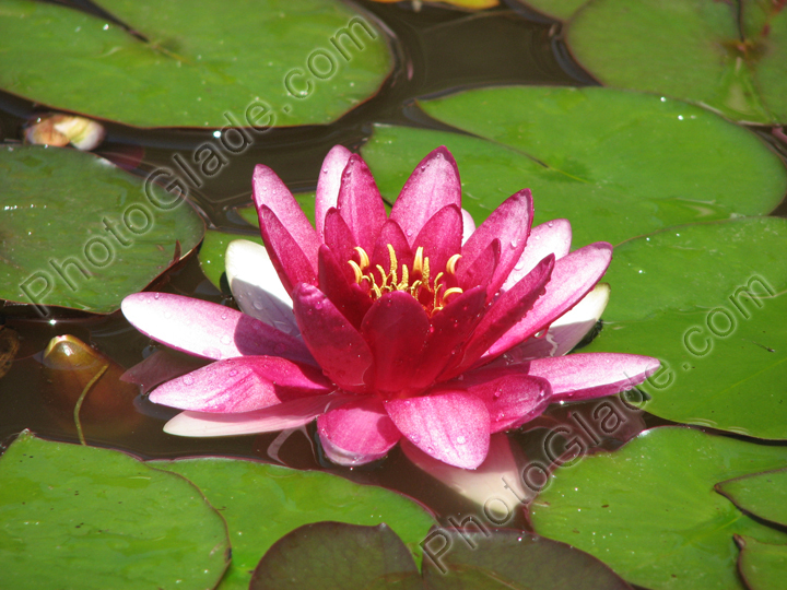 Ярко-розовая нимфея (водяная лилия).