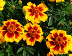 Четыре цветка бархатцев Диско Флейм (Disco Flame). 
Размер: 720x497. 
Размер файла: 465.30 КБ